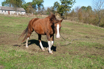 Obraz premium Horses graze in the field. Agriculture. Caring for horses.