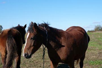 Obraz premium Horses graze in the field. Agriculture. Caring for horses.
