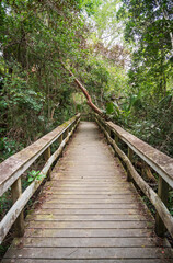 Obraz premium Boardwalk at Everglades National Park, Florida, United States
