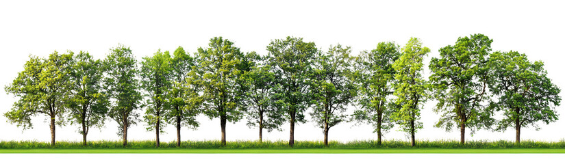 green trees row on transparent background