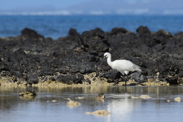 Spoonbill in the water on the beach of Fuerteventura, Spain