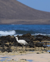 Spoonbill in the water on the beach of Fuerteventura, Spain