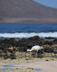 Spoonbill in the water on the beach of Fuerteventura, Spain