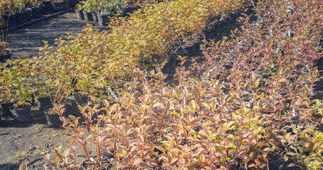 Row of plants with yellow leaves and brown stems