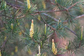 pinus resinosa. young tender cones on a pine branch in the forest. Closeup of Red Pine, Pinus...