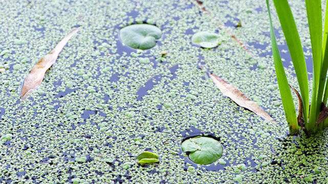 Hydrocharis morsus-ranae. photo, on Water Surface with Green Leaves. in the lake, river or swamp, nature photo, close-up. Lemna and round leaves, natural background