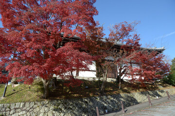 金戒光明寺　阿弥陀堂と紅葉　京都市左京区黒谷