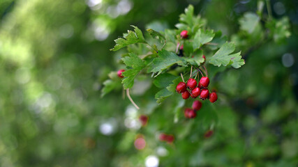 Crataegus. autumn forest red berries of wild rose on a branch. Close up of ripe winter fruits of red hawthorn with natural green background. bokeh, close-up, place for text