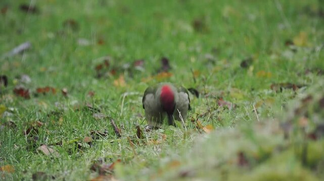 Gr&uuml;nspecht&nbsp;(Picus viridis)