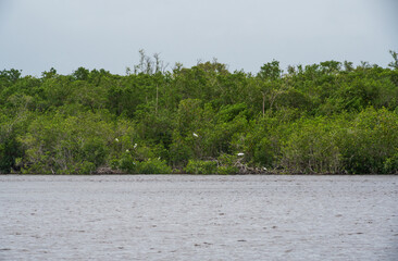 Swamp land at Everglades National Park, Florida, United States