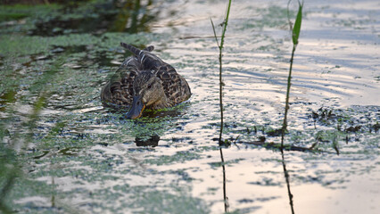 Anas platyrhynchos. duck in the pond. A northern shoveler duck is captured swimming in calm waters. with its colorful plumage and distinctive large bill. natural habitat. female duck mallard waterfowl