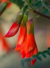 Obraz premium Balloon pea or Blaasertjie (Lessertia frutescens). This specimen of the Kankerbos was found near De Vluigt, Uniondale.