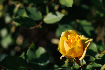 陽だまり;黄色のチャイナローズ