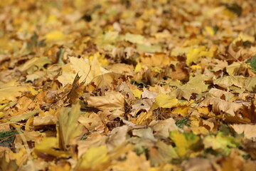 Yellow maple leaves pattern on the graund