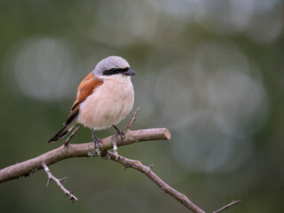 Neuntöter (Lanius collurio)
