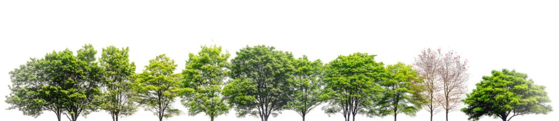 green lush trees row on white background
