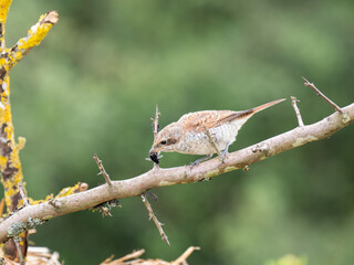 Neuntöter (Lanius collurio)