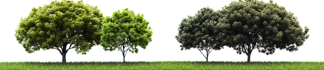 Fototapeta premium green trees on grass on transparent background