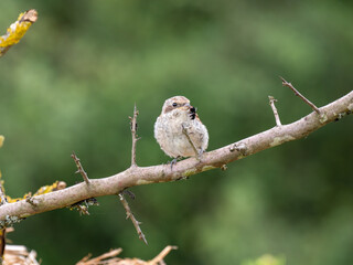 Neuntöter (Lanius collurio)