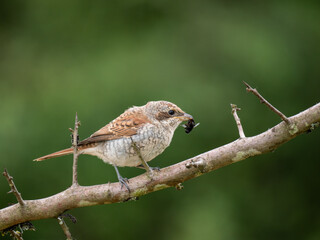 Neuntöter (Lanius collurio)