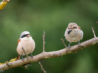 Neuntöter (Lanius collurio)