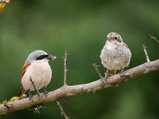 Neuntöter (Lanius collurio)