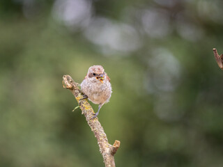 Neuntöter (Lanius collurio)