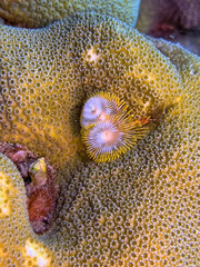 Spirobranchus giganteus, Christmas tree worms
