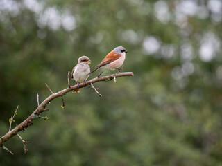 Neuntöter (Lanius collurio)