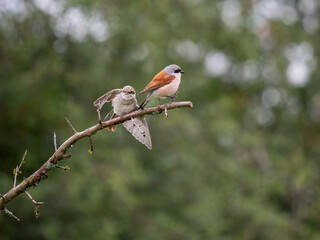 Neuntöter (Lanius collurio)