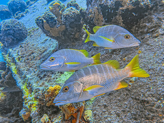 schoolmaster snapper ,Lutjanus apodus,
