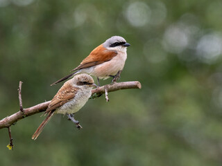 Neuntöter (Lanius collurio)