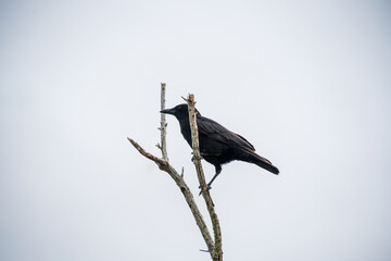 Fototapeta premium A Crow in a Tree, the Swamps of Everglades National Park, Florida, United States