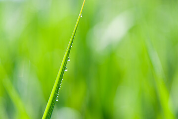 Droplets of dew on fresh green grass. juicy grass in dew drops. dew in the morning on green grass. Lush lush green grass in the meadow with water drops after rain in the morning light. selective focus