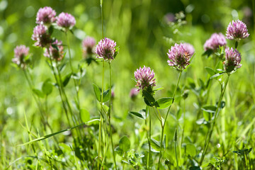 Red Clover, Trifolium pratense, in a typical meadow environment. delicate flower, on a light green natural background. macro nature. wild flower. pink clover, flower in the field. close-up