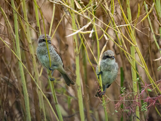 Neuntöter (Lanius collurio)