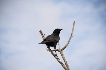 A Crow in a Tree, the Swamps of Everglades National Park, Florida, United States