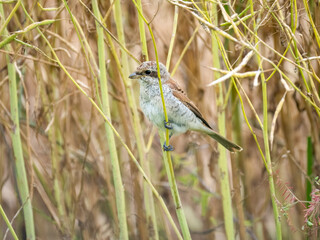 Neuntöter (Lanius collurio)