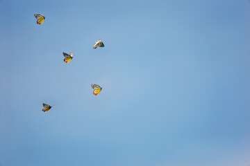 Butterfly fling in the blue sky