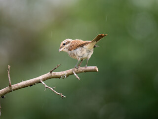Fototapeta premium Neuntöter (Lanius collurio)