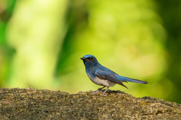 Verditer Flycatcher bird in the rain forest