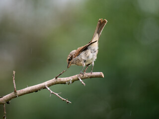 Neuntöter (Lanius collurio)