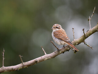 Neuntöter (Lanius collurio)
