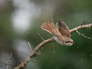 Neuntöter (Lanius collurio)