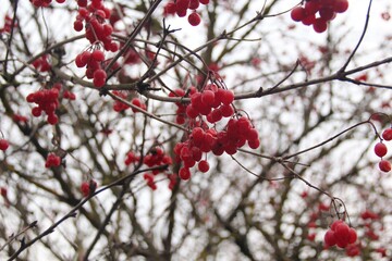 Clusters of bright red viburnum berries hang from bare tree branches against a cloudy winter sky. Medicinal raw materials in folk medicine