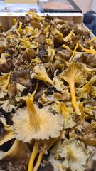 Une belle récolte de chanterelles en tube