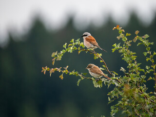Neuntöter (Lanius collurio)