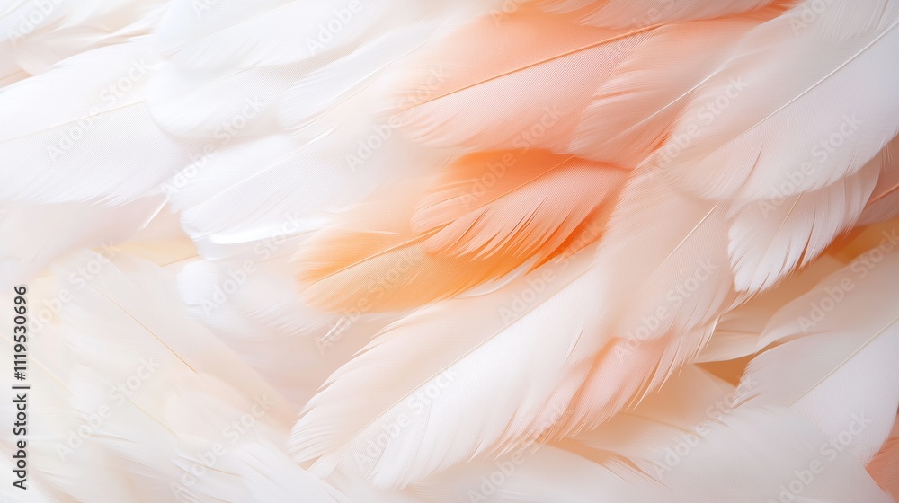 Poster soft white and peach feathers gently layered together creating a delicate texture for a tranquil atm