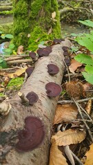 De beaux champignons de souche sur du bois mort dans une forêt de la Vallée de Chevreuse	