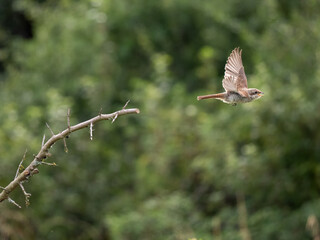 Neuntöter (Lanius collurio)